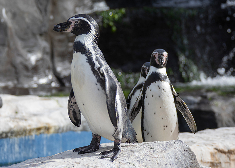 Humboldt Penguins