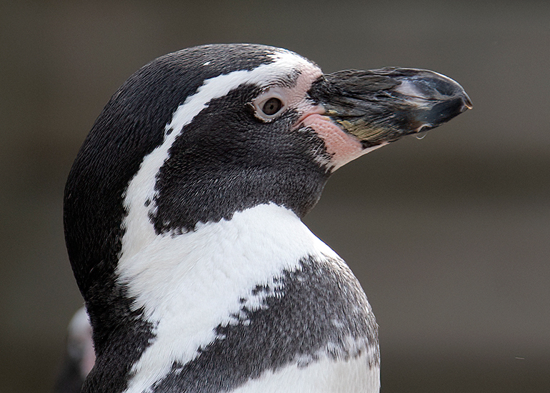 Humboldt Penguins