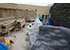 Refurbishment of the Penguin enclosure
