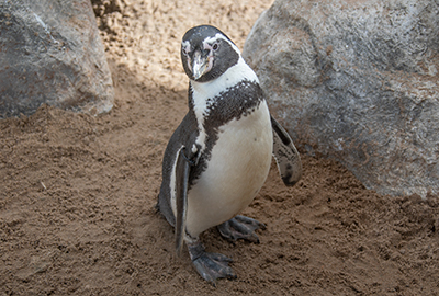 Penguins