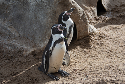 Penguins