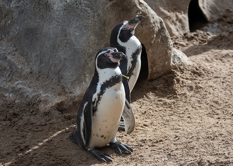 Humboldt Penguins