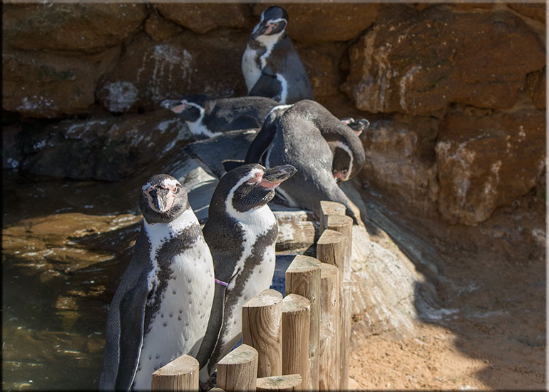 Resident Penguins - photo taken on 19th September 2015