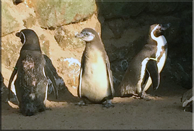 Penguin Chick
