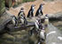 Penguins