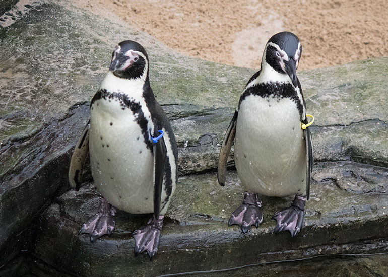 Resident Humboldt Penguins