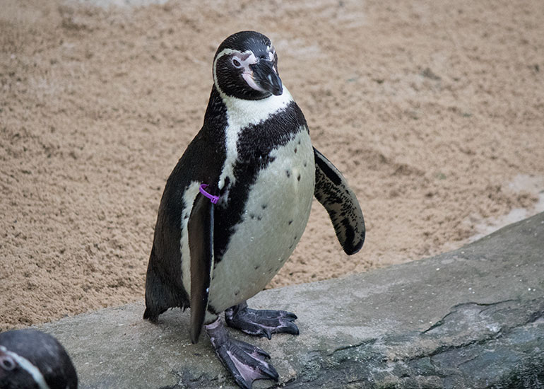 Resident Humboldt Penguins