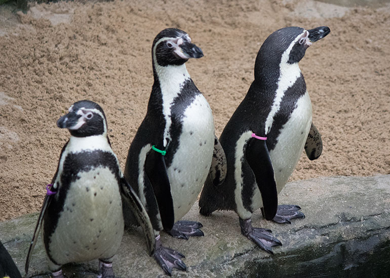 Resident Humboldt Penguins