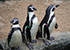 Penguins