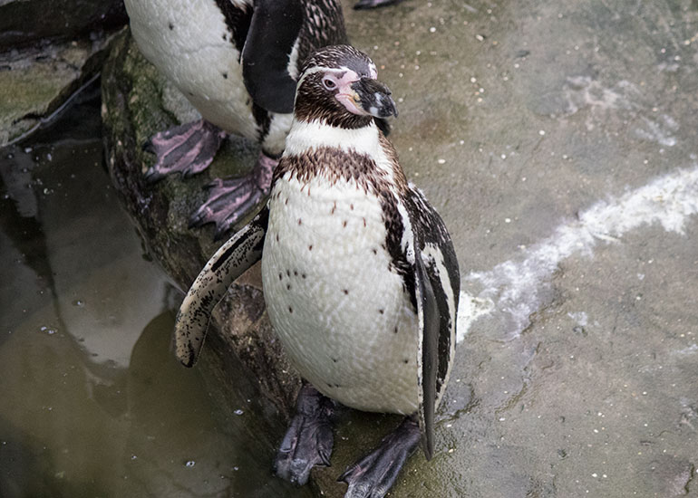 Resident Humboldt Penguins