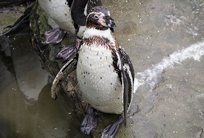 Penguins