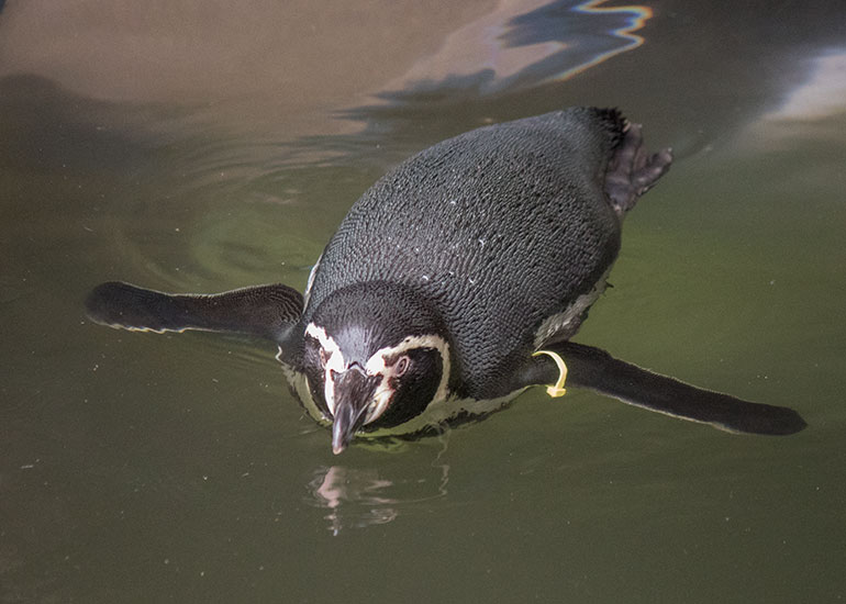 Penguins