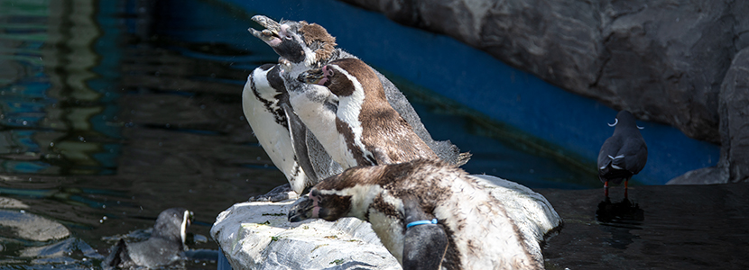 Penguins Moult