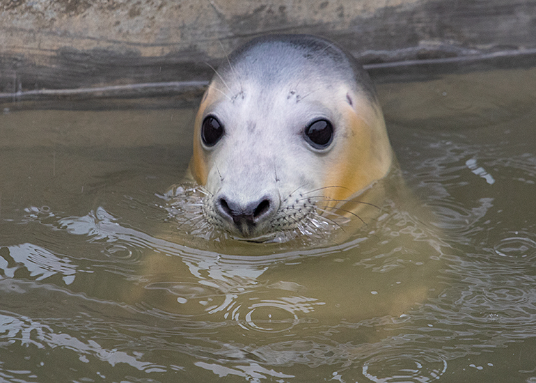 Peppa Pig, rescued seal pup