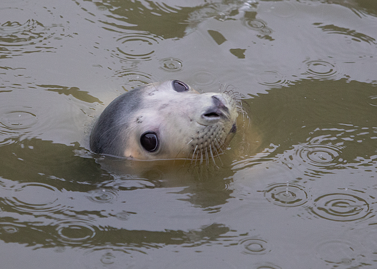 Peppa Pig, rescued seal pup