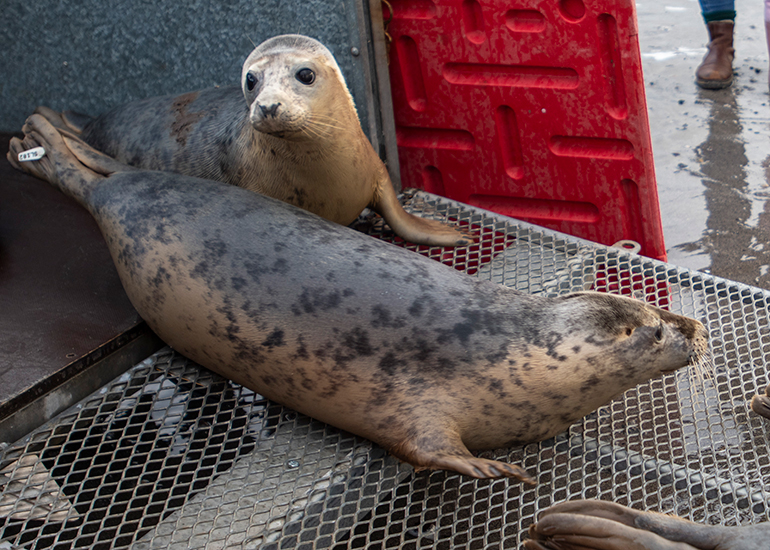Peppercorn - Seal Release - 3rd April 2023