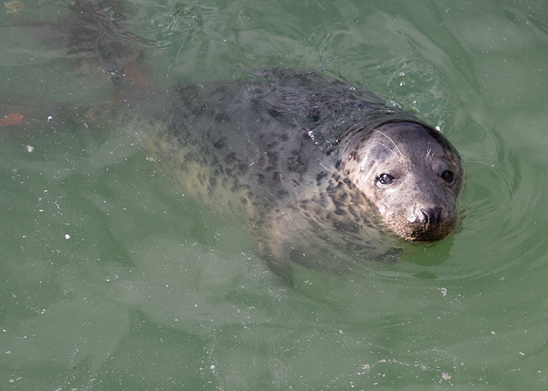 Perm, rescued seal pup