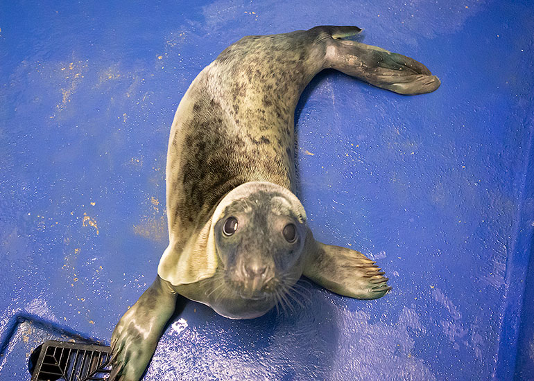 Pet Shop Boys, rescued seal pup