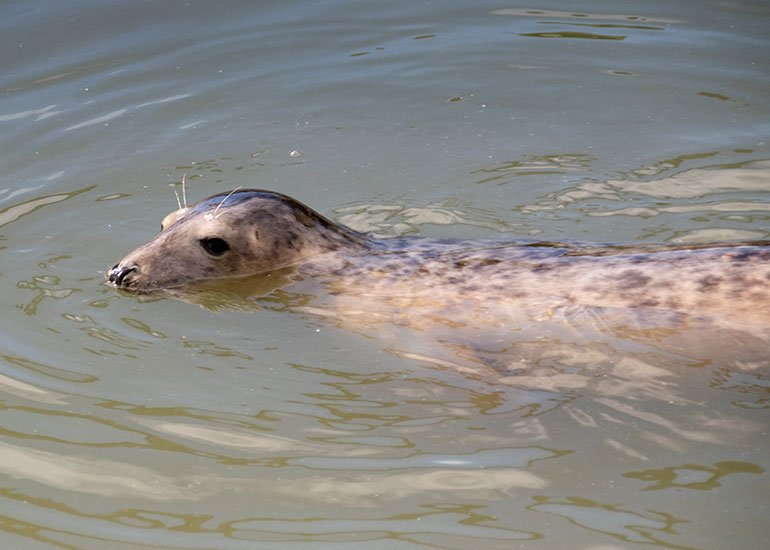 Pet Shop Boys, rescued seal pup