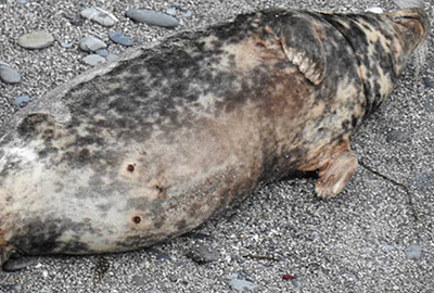 Petunia - Photo by Sue Sayer of the Cornwall Seal Group Research Trust