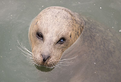 Seal Feeding