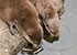 Otters