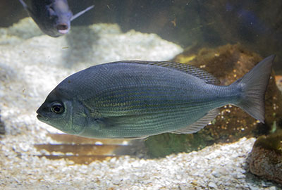Black Sea Bream