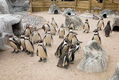 Humboldt Penguins