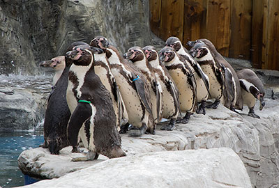 Humboldt Penguins
