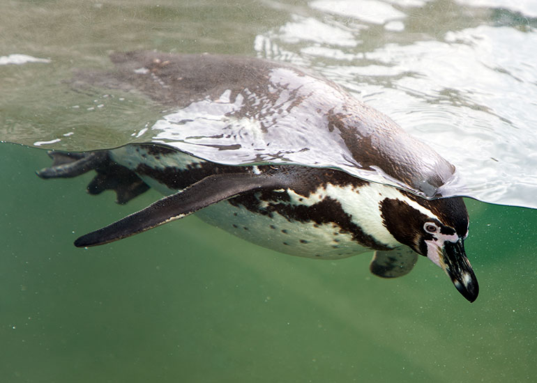 Humboldt Penguins