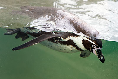 Humboldt Penguins