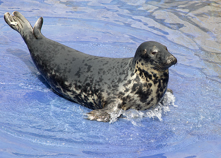 The very beautiful grey seal Aayla