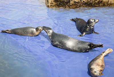 Seals