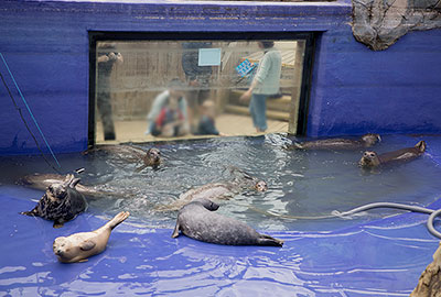 Seal Enclosure