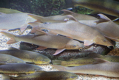 Brown Trout (Salmo trutta)