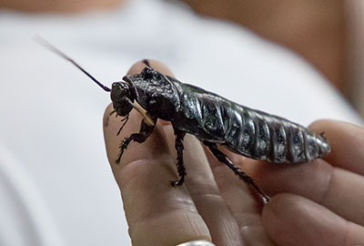 Madagascar Hissing Cockroach