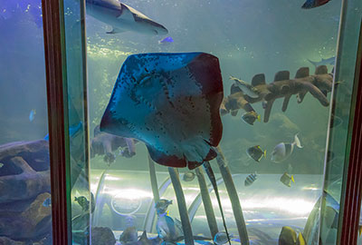 Ray