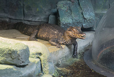 Cuvier Dwarf Crocodile