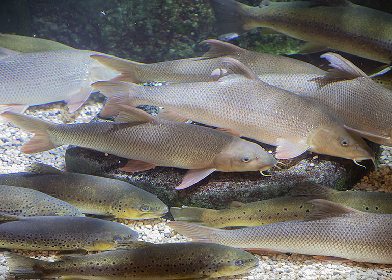 Brown Trout