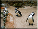 Penguins
