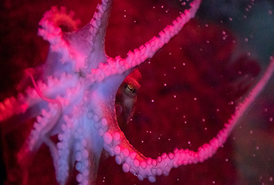 Octopus