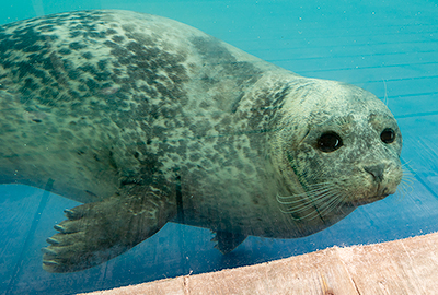 Macey, Resident Common Seal