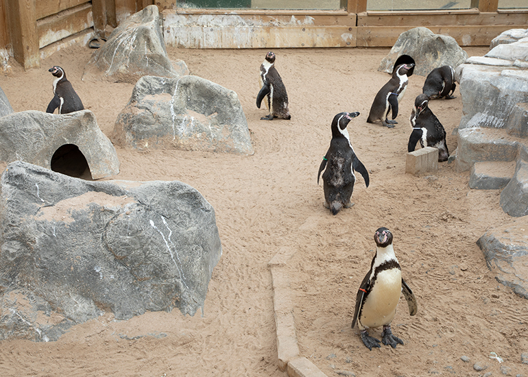 Humboldt Penguins