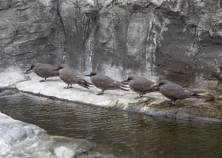 Inca Terns