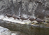Inca Terns