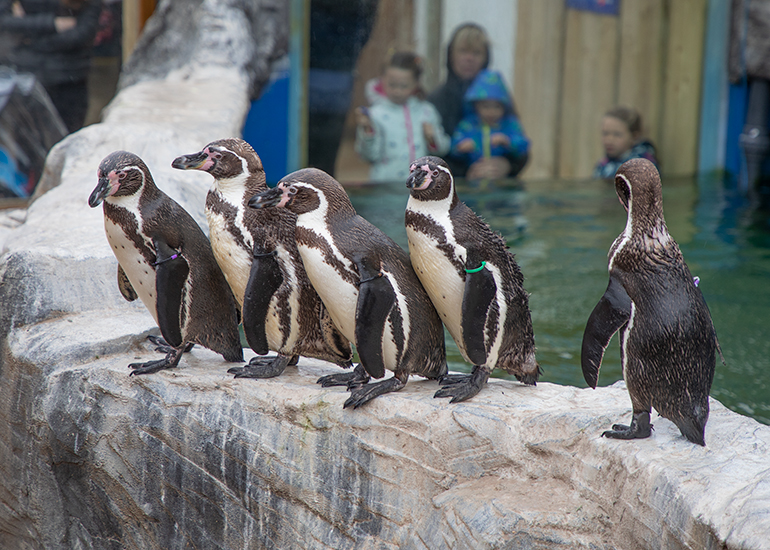 Humboldt Penguins