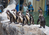 Humboldt Penguins