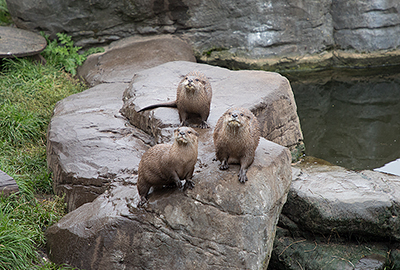 Asian Short-Clawed Otters