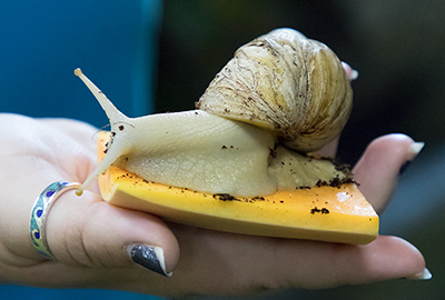 African Land Snail