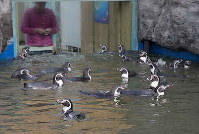 Penguin Beach